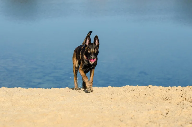 Die Schattenseite der Beliebtheit: Warum viele Malinois scheitern