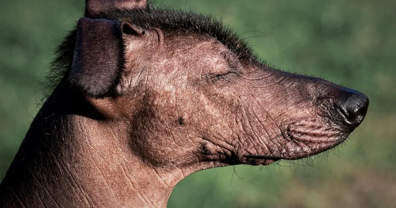 Xoloitzcuintle kaufen: Was kostet ein Welpe wirklich?