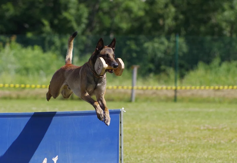 Fazit: Der Malinois ist eine Lebensentscheidung