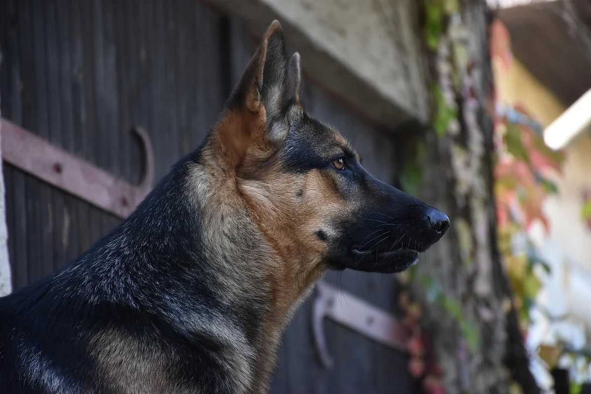Podenco 2026: Alles Wissenswerte über den charmanten Vierbeiner entdecken