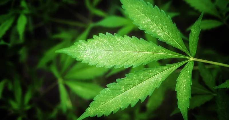 Sour Diesel THC-Gehalt: Was steckt wirklich drin?
