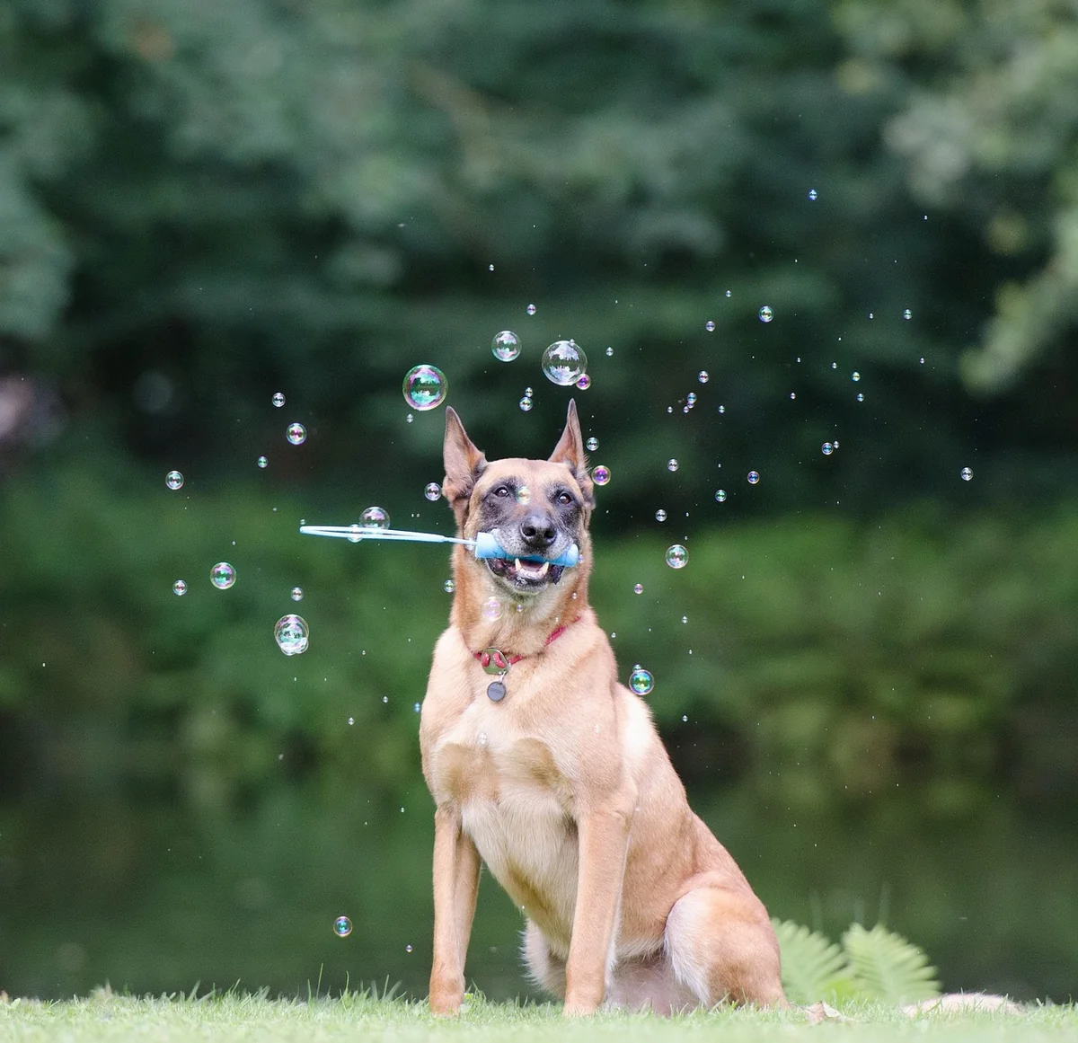 Belgischer Malinois 2026: Der perfekte Begleiter für Sport und Schutz