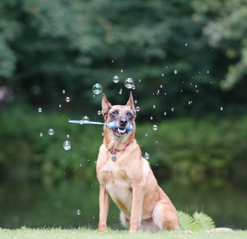 Belgischer Malinois 2026: Der perfekte Begleiter für Sport und Schutz