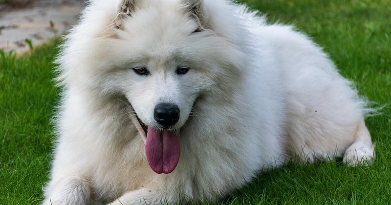 Samojede: Der flauschige Familienhund im Porträt