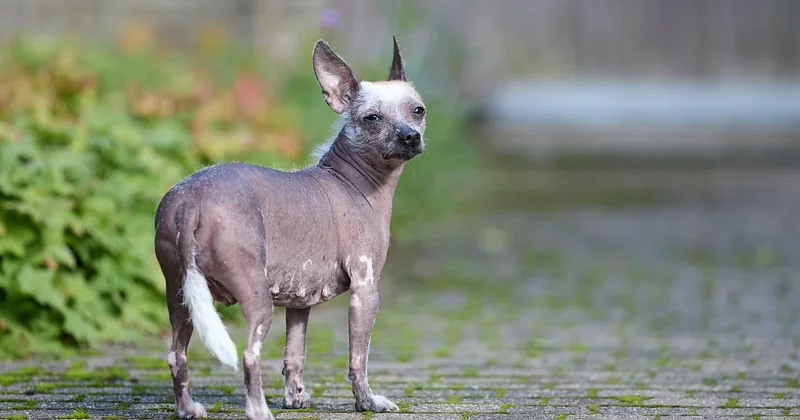 Wie ist das Wesen eines Xoloitzcuintle?