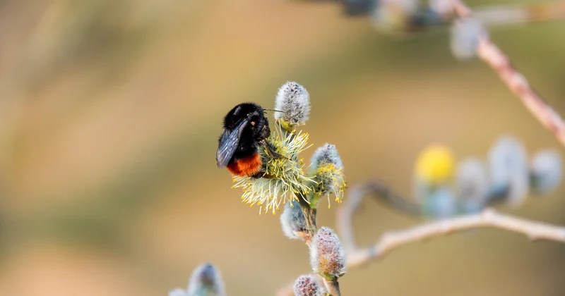 Ist in Honig tierisches Eiweiß?