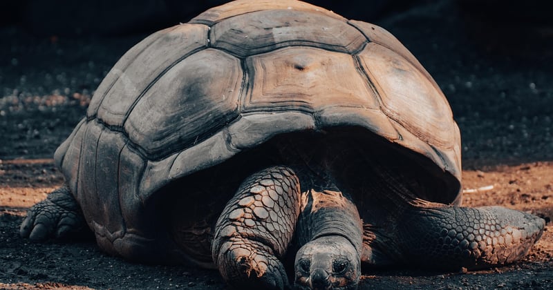 Galapagos Inseln: 7 Insider-Tipps für deine Traumreise