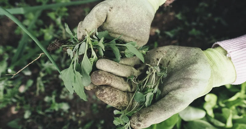 Sour Diesel kaufen: Worauf Sie achten sollten